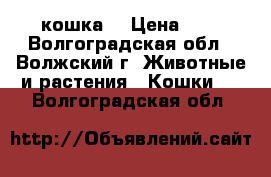 кошка  › Цена ­ 0 - Волгоградская обл., Волжский г. Животные и растения » Кошки   . Волгоградская обл.